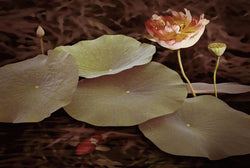 Lily Pads And Lotus Bloom Giclee