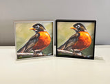 American Robin framed giclee