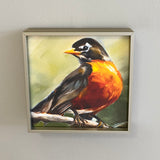 American Robin framed giclee