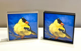 Gold Finch on Blue Framed Giclee