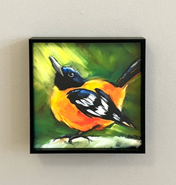 Spring Baltimore Oriole Framed Giclee