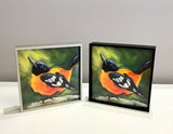 Spring Baltimore Oriole Framed Giclee