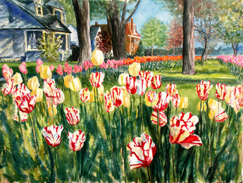 Peppermint Stripes On Tulip Lane Giclee