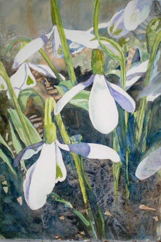 Snowdrops Giclee