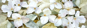 Trillium Panoramic Giclee