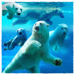 Water Ballet Polar Bears Giclee