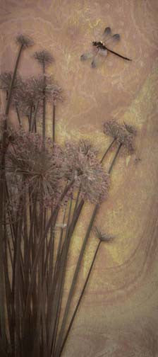 Dragon Fly Dream I Giclee