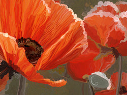 Orange Poppies Giclee